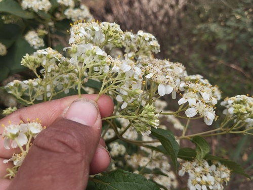 Foto de Cacahuaxochitl