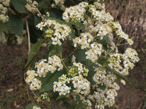 Foto de Cacahuaxochitl