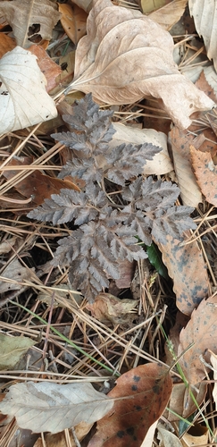 Botrychium nipponicum iNat (2)