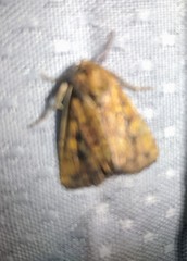 Perigea xanthioides