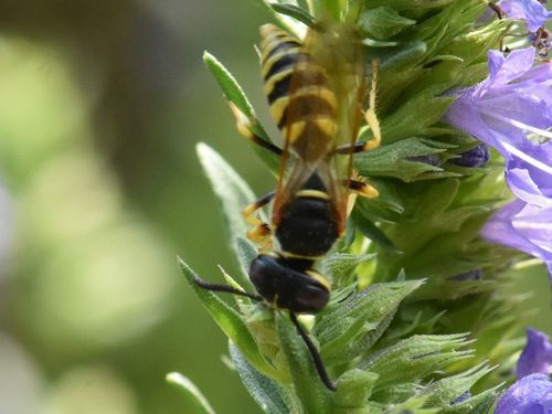 European beewolf, Groesbeek, Nederland, photo 8 of 10