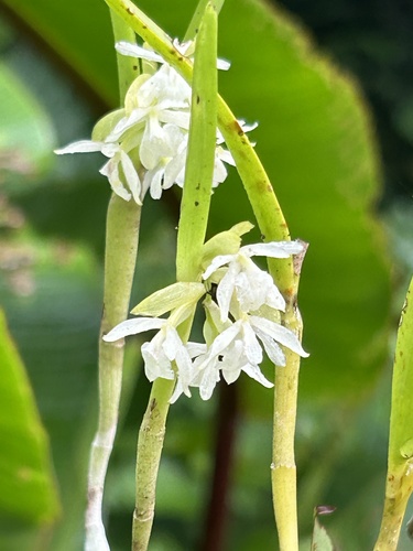 Epidendrum octomerioides Schltr. 3