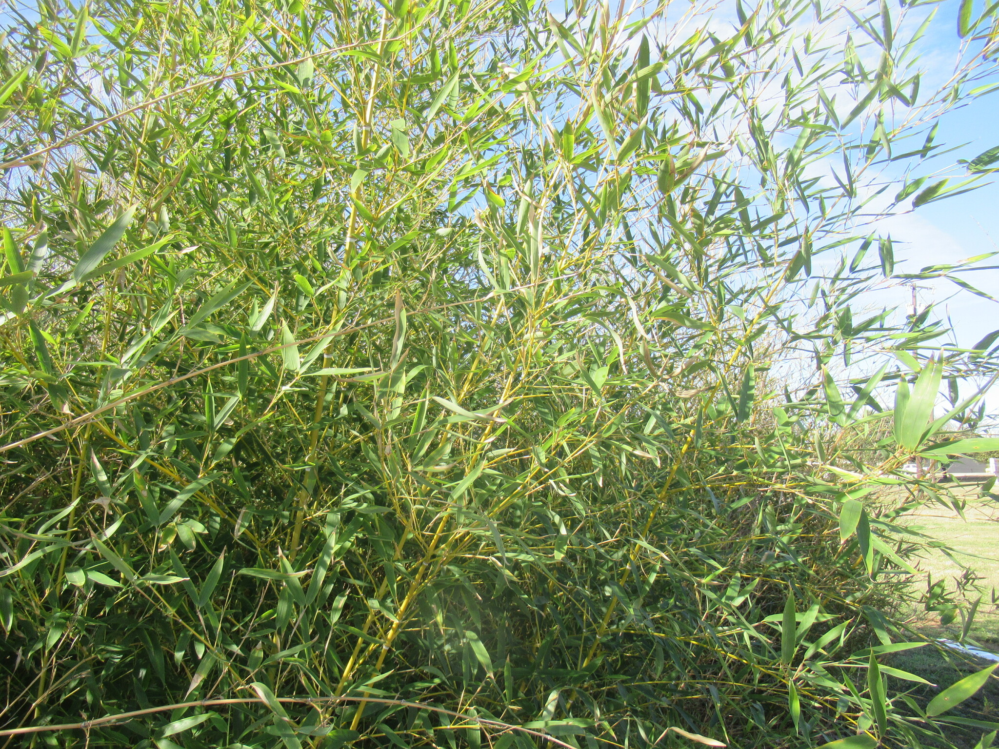 Imagem de Bambu-mossô