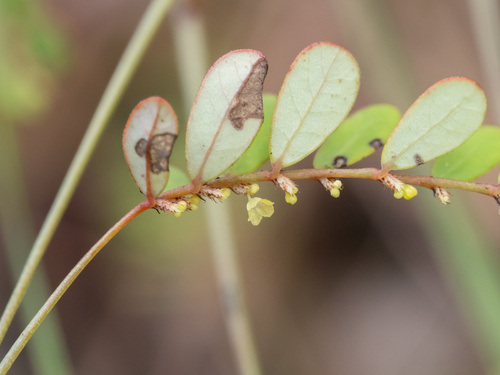 five-petal leaf-flower (Phyllanthus pentaphyllus)