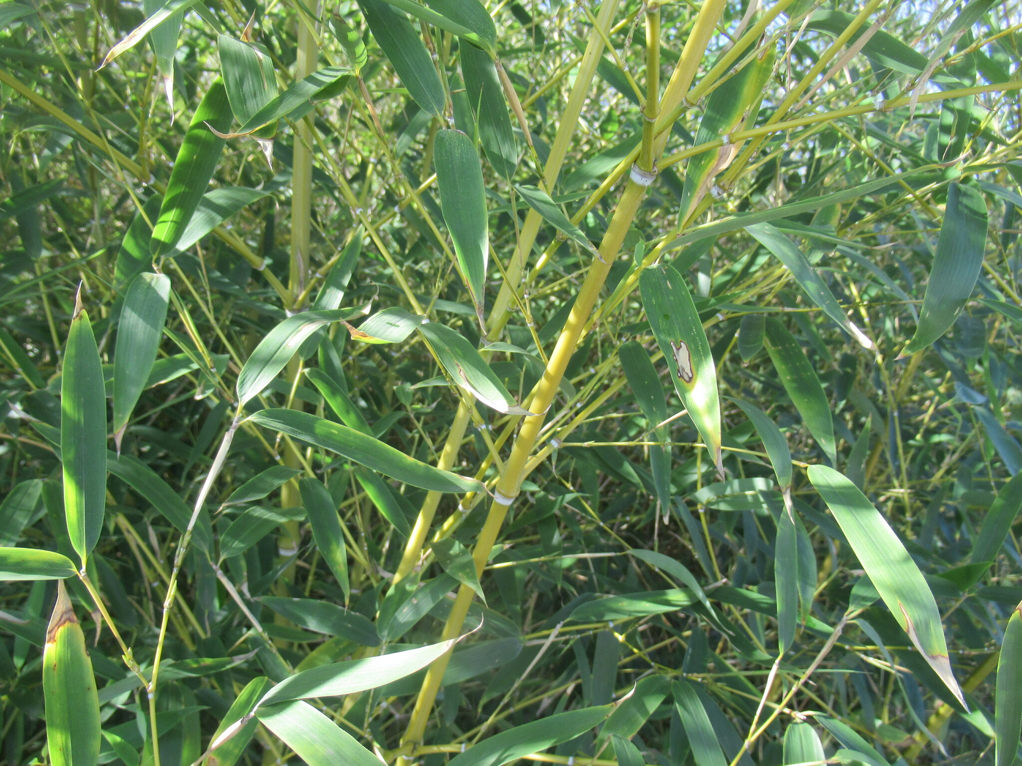 Imagem de Bambu-mossô