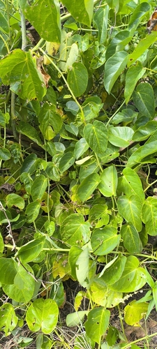 Passiflora seemannii, photograph 1