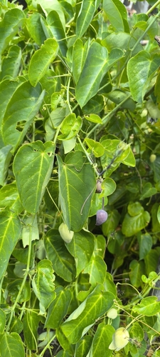 Passiflora seemannii, photograph 2