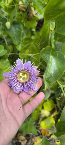 Passiflora seemannii, photograph 3