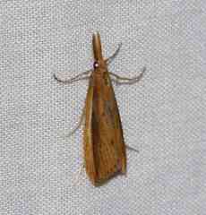Donacaula albicostellus