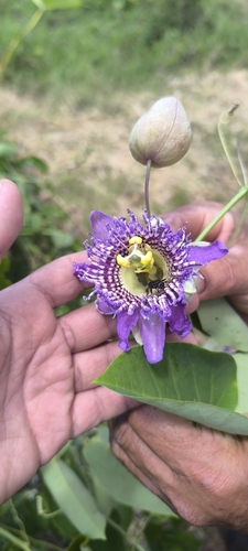 Image of Passiflora seemannii by (c) Miguel José Lengua Hernández, some rights reserved (CC BY)