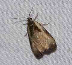 Olethreutes punctanum