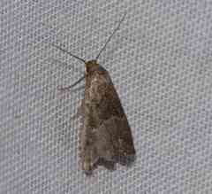 Hypenodes fractilinea