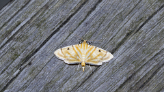 Notarcha tigrina