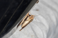 Lopharthrum comprimens