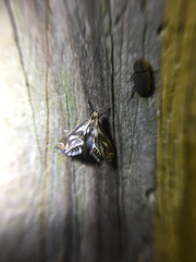 Chrysendeton imitabilis
