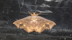 Lopharthrum comprimens