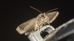 Ericeia subcinerea