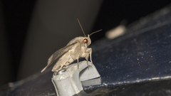 Ericeia subcinerea