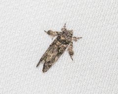Callopistria guttulalis