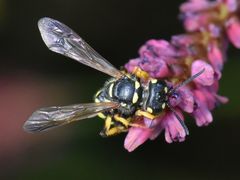 Cerceris arenaria
