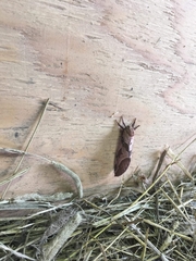 Sthenopis purpurascens