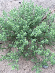 Salsola kali kali