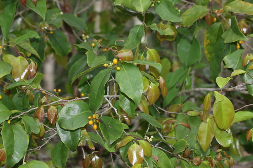 Scolopia braunii observed 2024-12-17