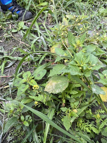 Foto de Mastruço
