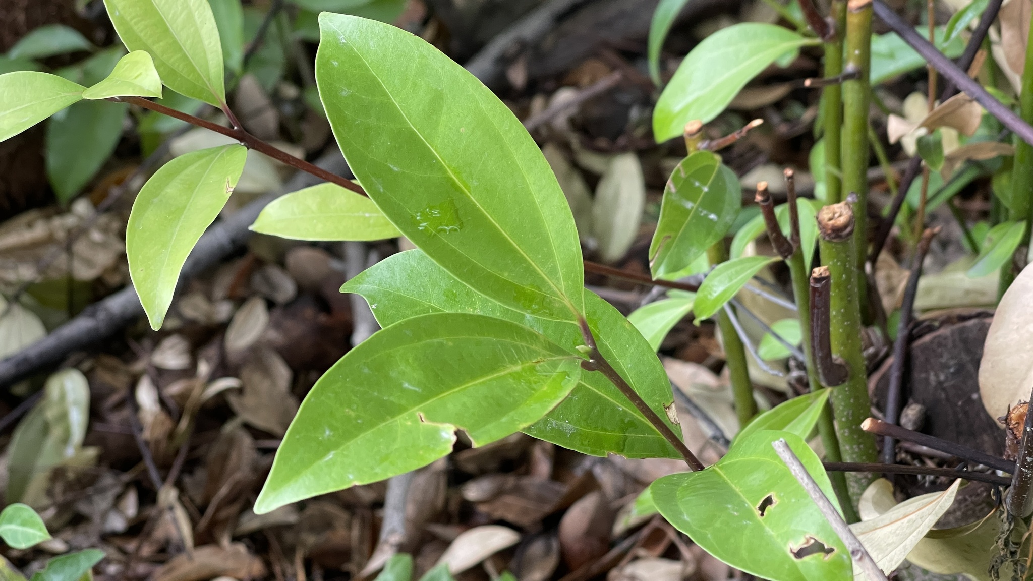 Imagem de Canela-da-China