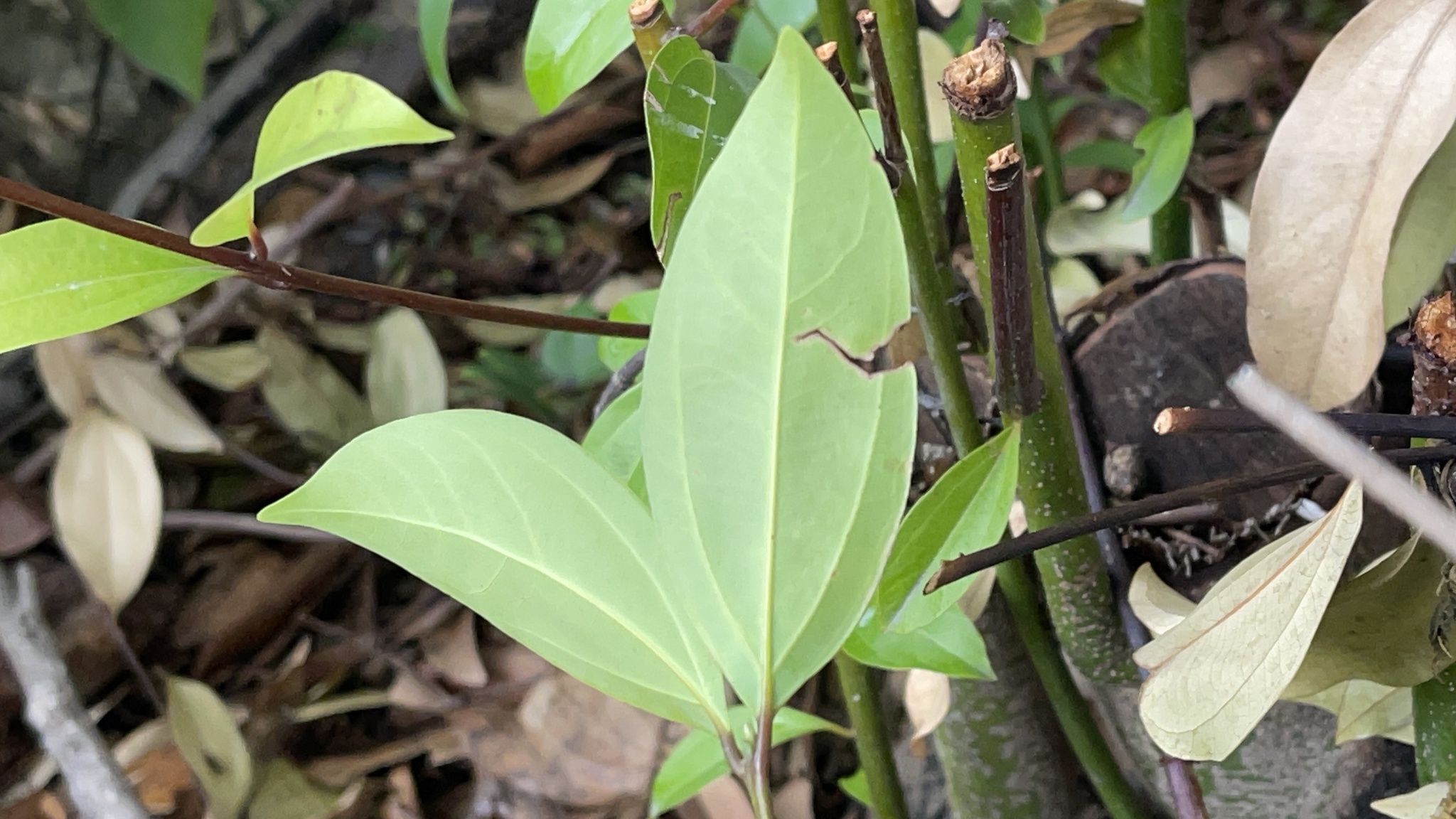 Imagem de Canela-da-China