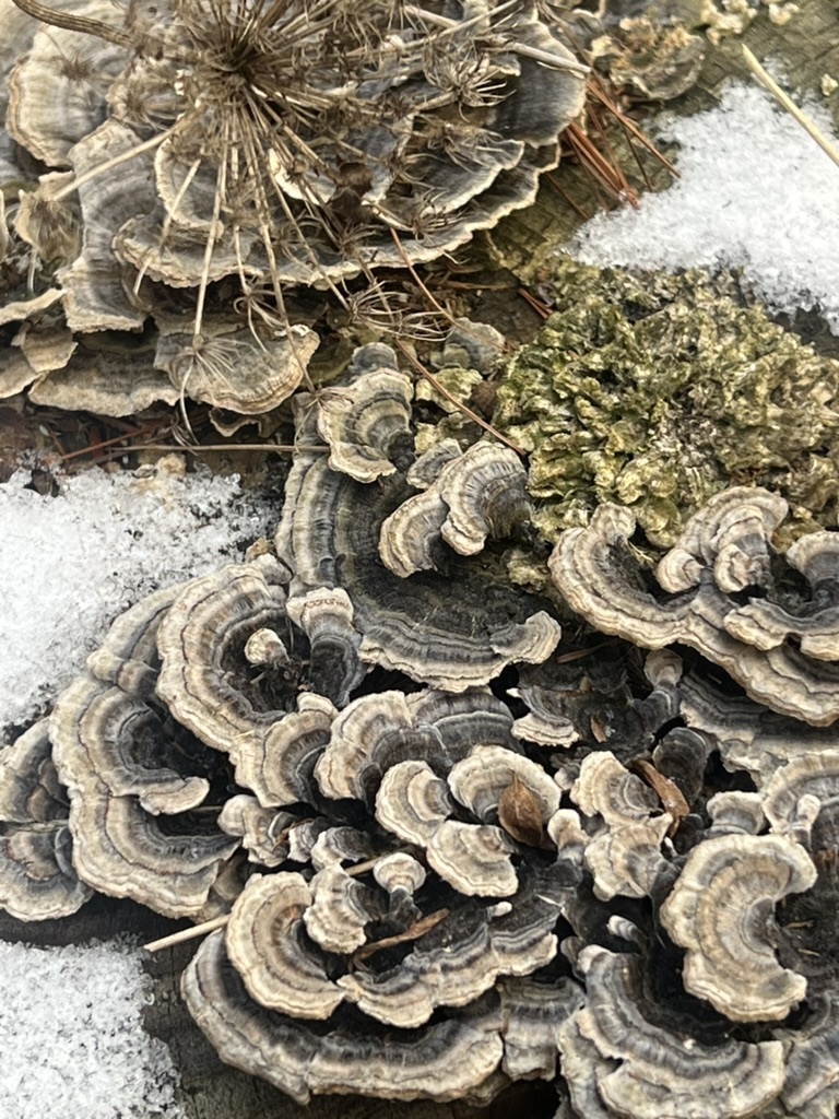 turkey-tail