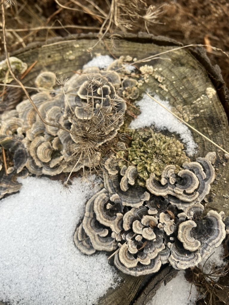 turkey-tail