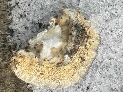 turkey-tail