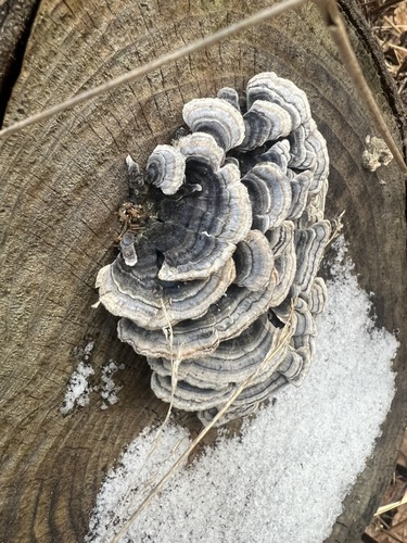 turkey-tail