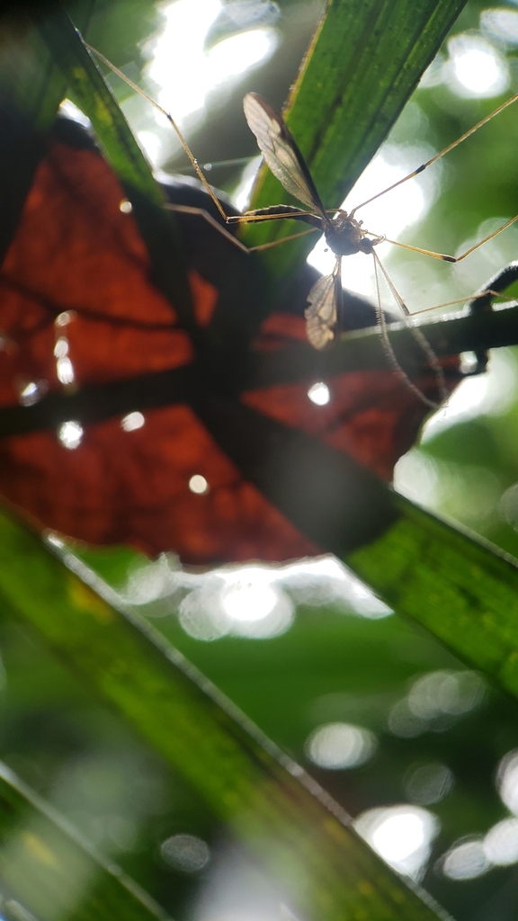Leptotarsus exemptus