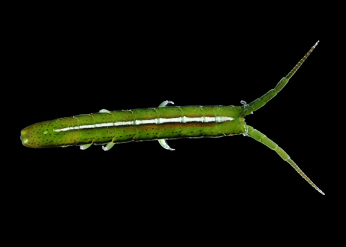 Pentidotea kirchanskii (Miller & Lee, 1970)