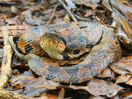 Photo of a Olmecan Pit Viper (Metlapilcoatlus olmec)