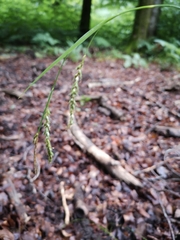 Carex sylvatica
