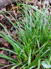 Carex sylvatica