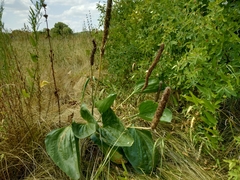 Plantago maxima