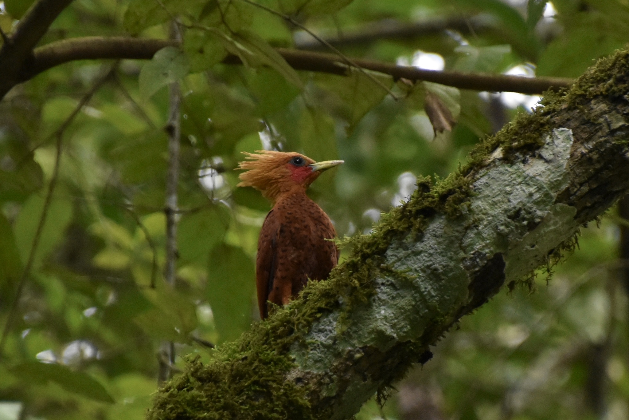 Chestnut-coloured Woodpecker (Celeus castaneus)