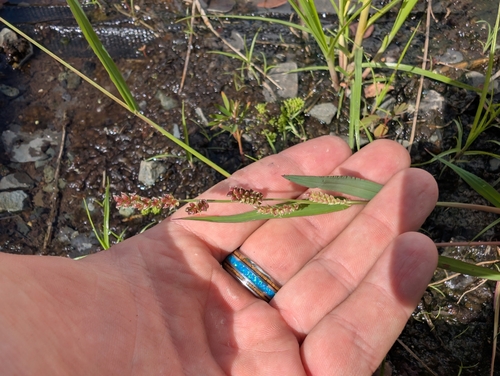Echinochloa colonum observed 2025-01-14