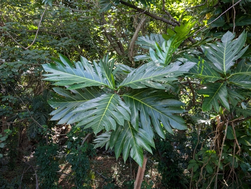 Artocarpus altilis