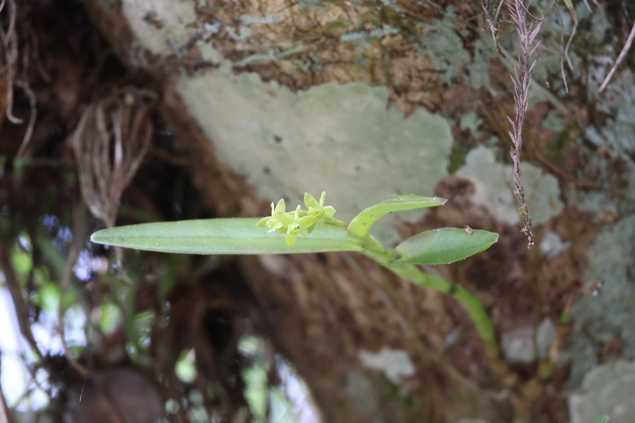 Imagem de Orquídea-rígida