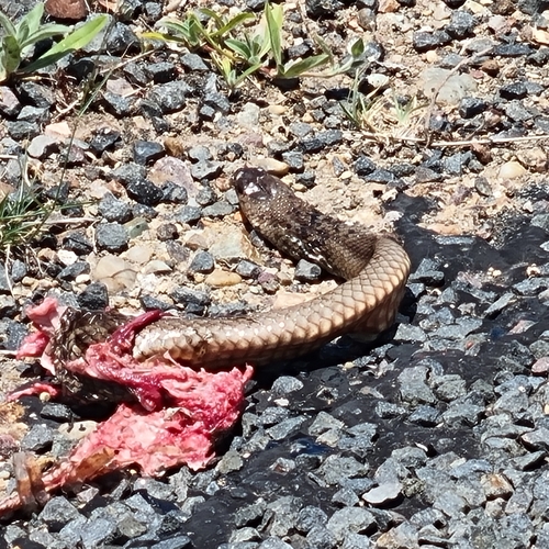 Eastern Brown Snake sighting