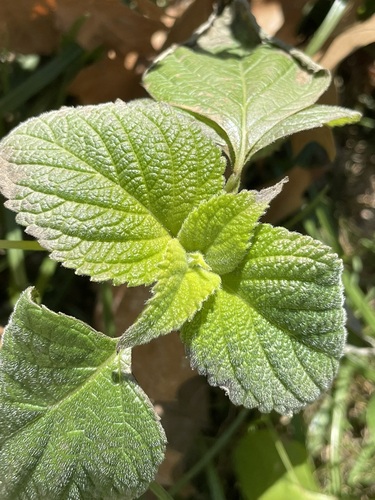 Foto de Chia