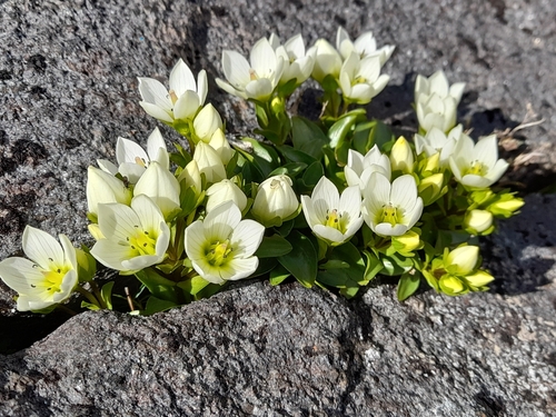 Image of Gentianella bellidifolia by (c) Flavien Saboureau, some rights reserved (CC BY)