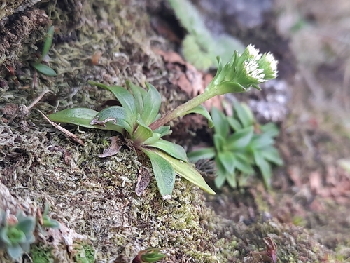 Abrotanella rostrata (Abrotanella rostrata)