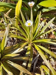 Celmisia coriacea, photograph (c) Flavien Saboureau, some rights reserved (CC BY)