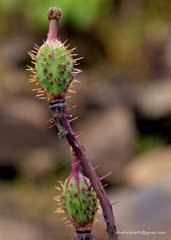 Meconopsis aculeata
